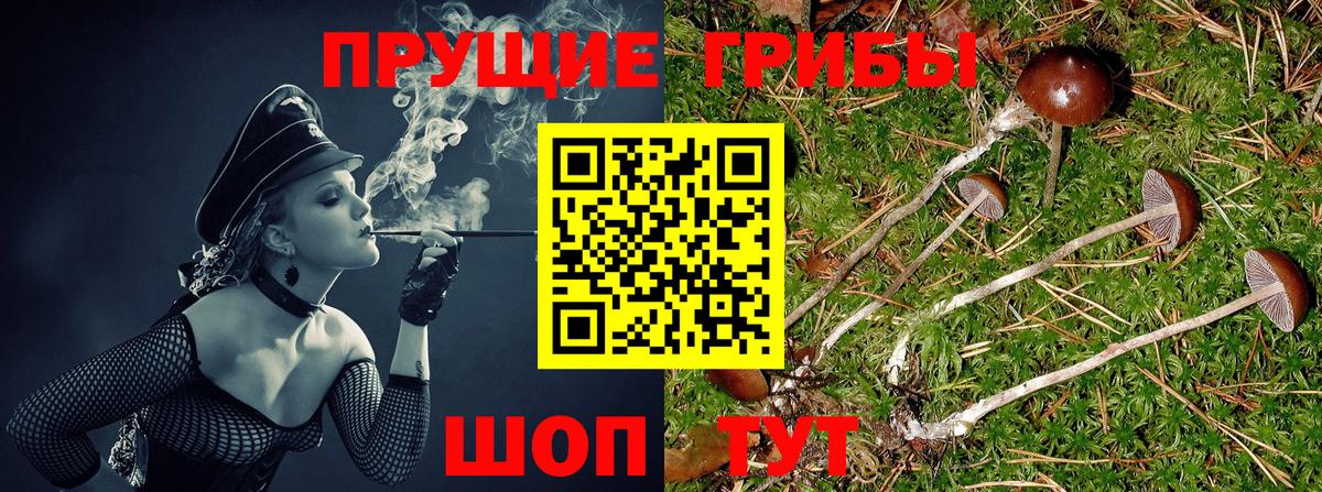 Псилоцибиновые грибы GOLDEN TEACHER Балтийск